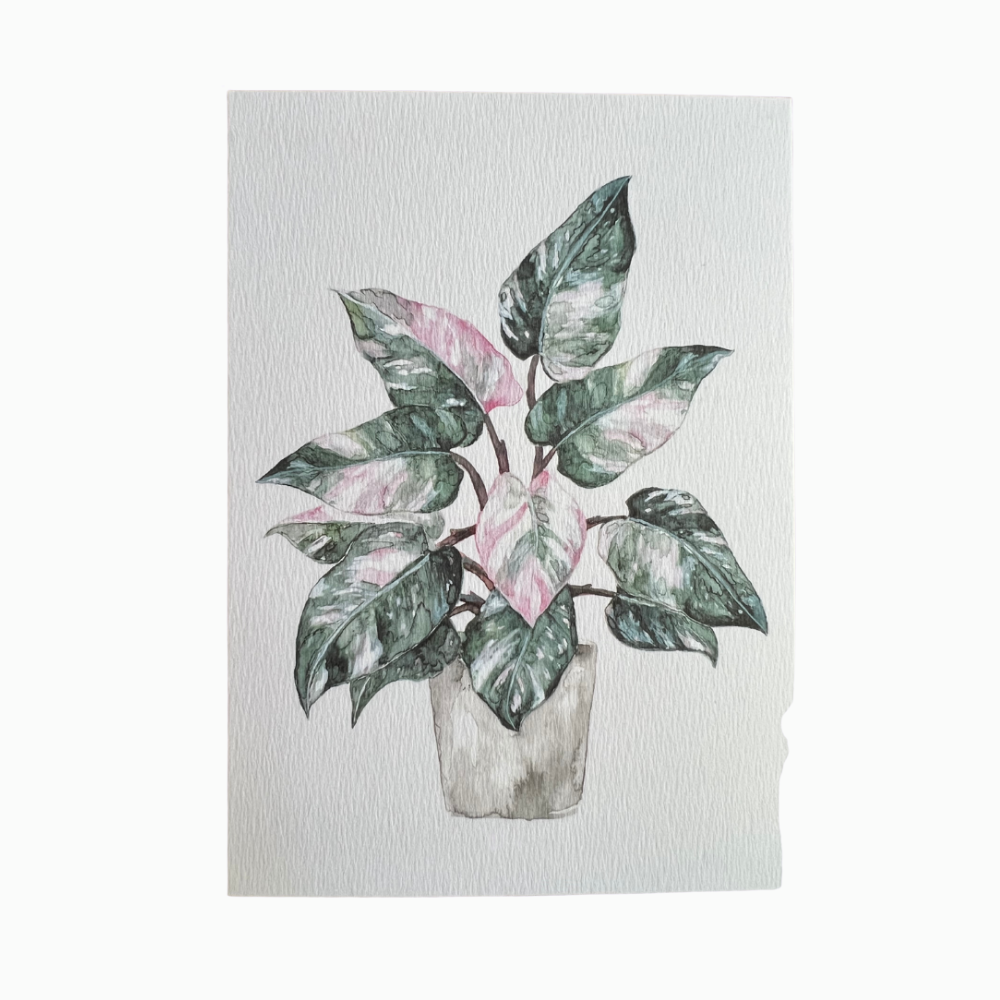 Postkarte "Philodendron"